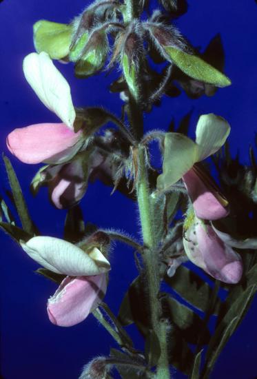 hairy bicolor pea flowers