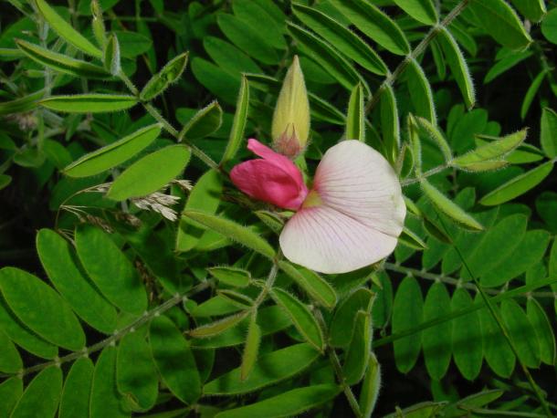 bicolor pink pea flower
