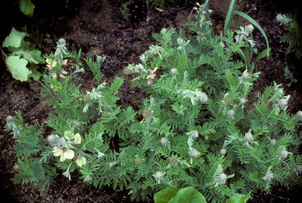 vetch like leaves and pea-like flowers