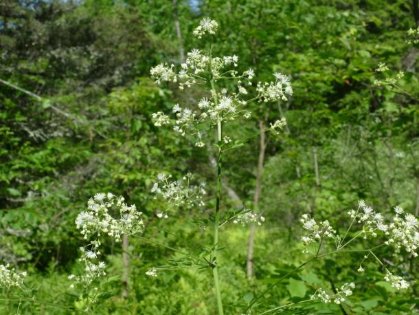 small white flowers in panicle, columbine-like leaves