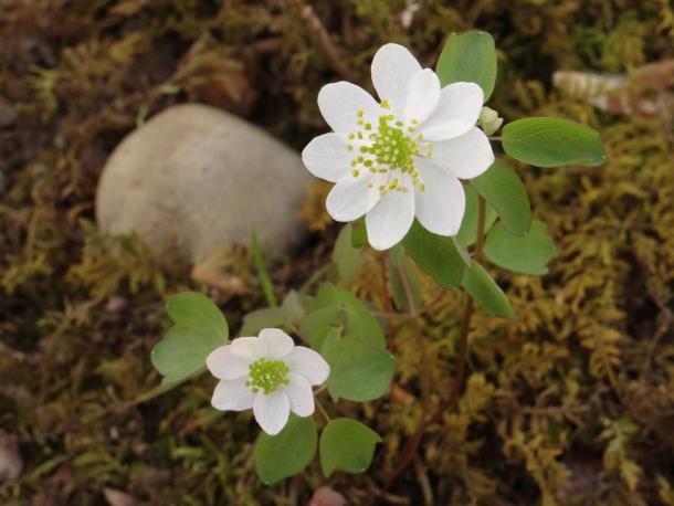 Rue anemone is usually seen as a few plants, or just one, unlike the similar Enemion.