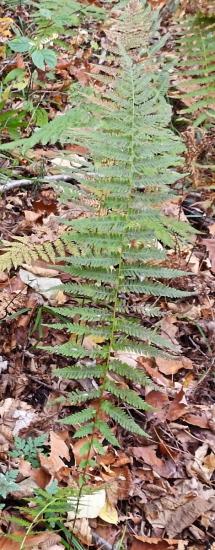fern frond narrows at both ends.