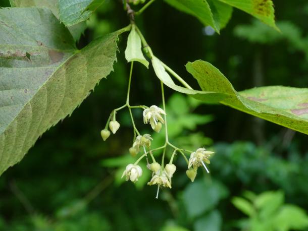 closeup of whitish flower cluster on long peduncle