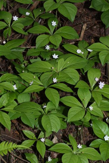 starflower forming a ground cover