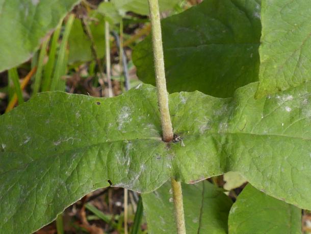 stem piercing opposite leaves