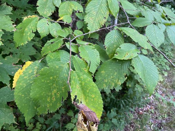 Alternate asymmetric leaves with disease spots