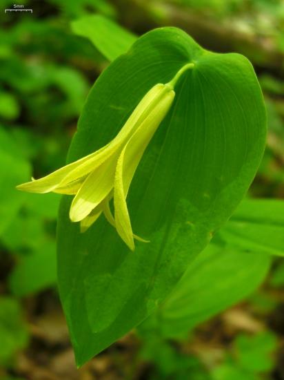 slim yellow dangling flower, thin petiole