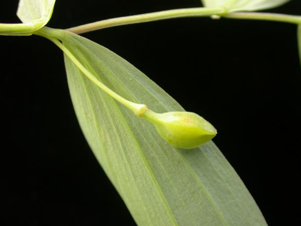 oval green fruit on long slender stalk, sessile leaves