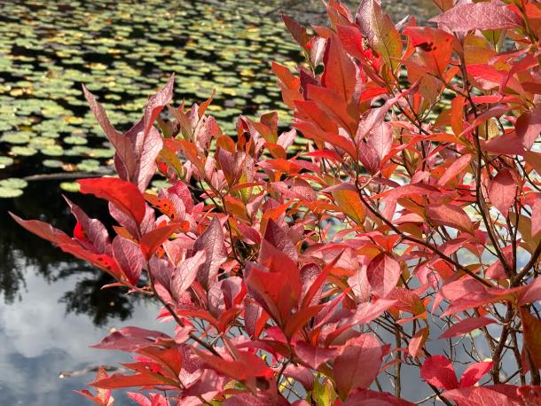 red leaves over pond