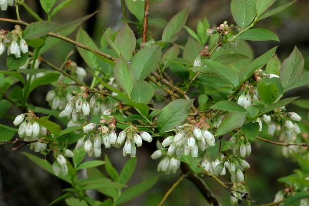 narrow white bell flowers