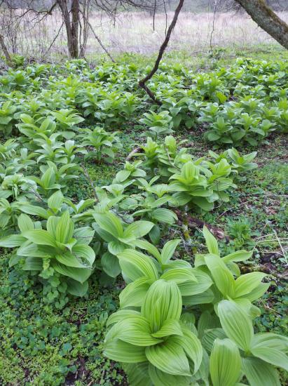 dense patch of lily-like foliage