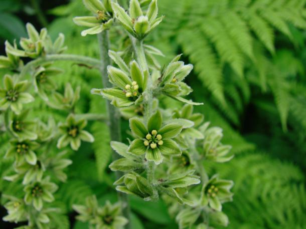 closeup of green flower in raceme