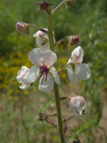 white flowered moth mullein