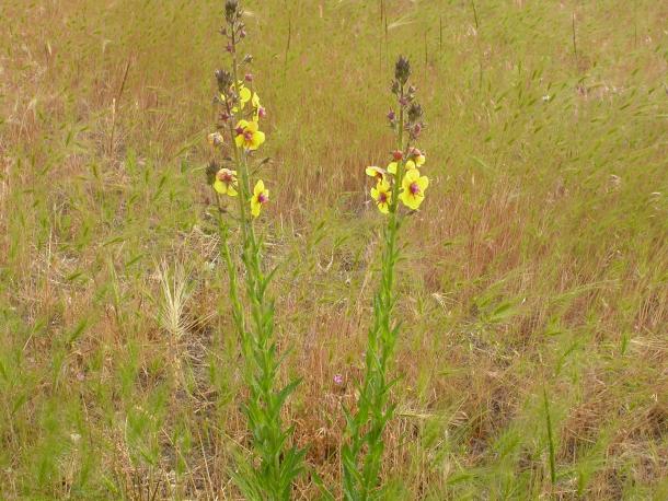 yellow flowers on stalk