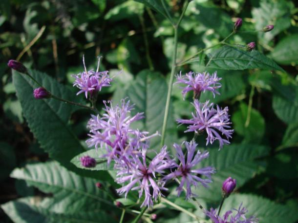 pinkish lavender composite flowers