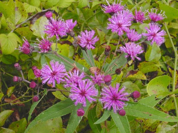 bright violet composite flowers