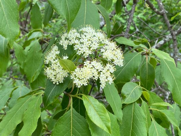 VIburnum lentago flower