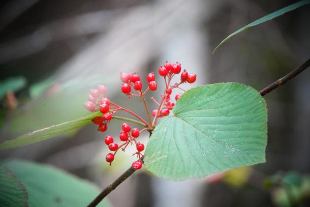 bright red drupes in corymb and heavily veined leaves