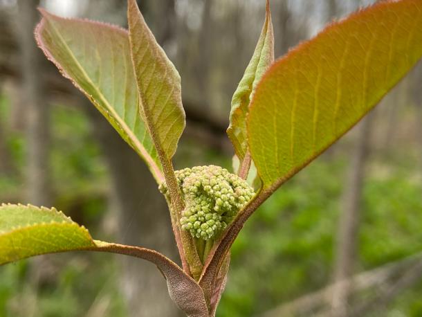 VIburnum lentago flower buds