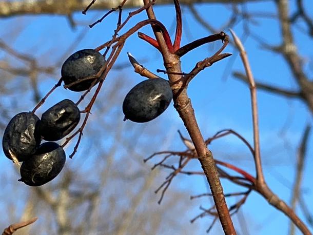 VIburnum lentago fruit