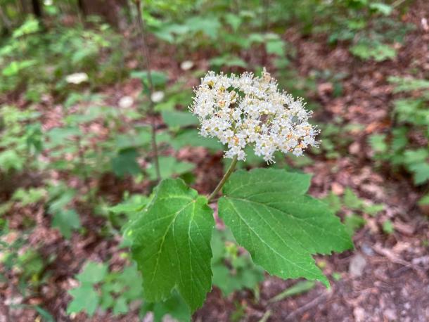 white flower cluster & maple shaped leaves