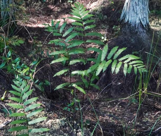 single fern fronds along rhizome, twice divided