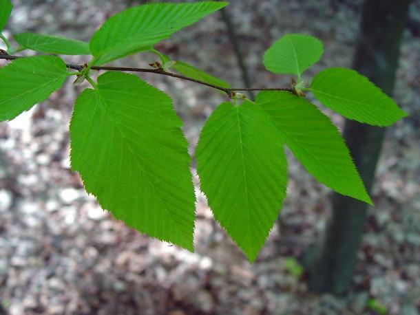 Sharp toothed leaves of sweet birch.