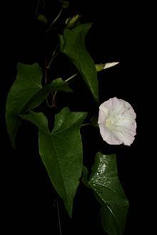 Calystegia sepium, a native morning glory