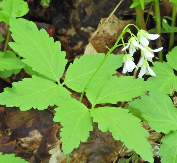 Two-leaved toothwort flower, St. Lawrence Co. NY