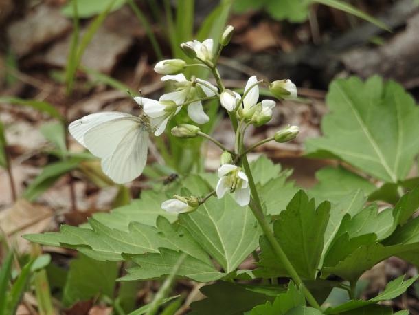 Two leaved toothwort is an early spring food source. 