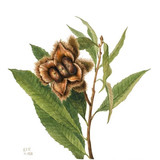 drawing of fruit from American chestnut