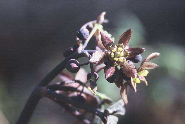 Early blue cohosh is more likely to have purple or reddish flowers, and longer styles, than late blue cohosh.