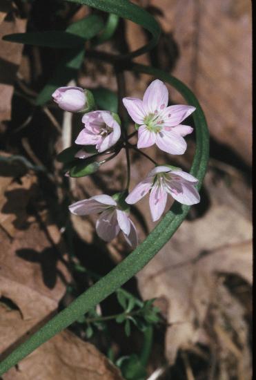 spring beauty flower