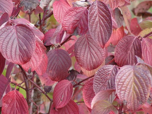 Fall color in round leaved dogwood.