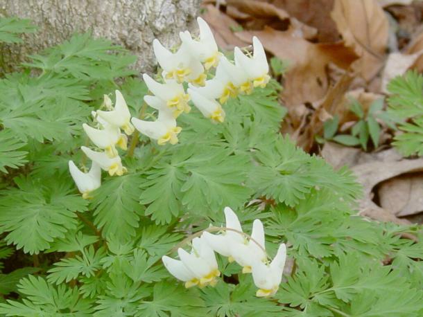 Dicentra cucullaria in flower