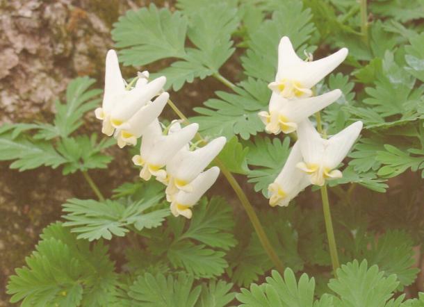 Dicentra cucullaria in flower