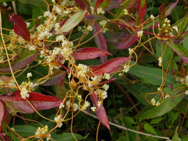 Dodder vine in flower