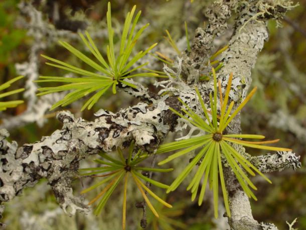 closeup, tamarak larch bristles & lichen
