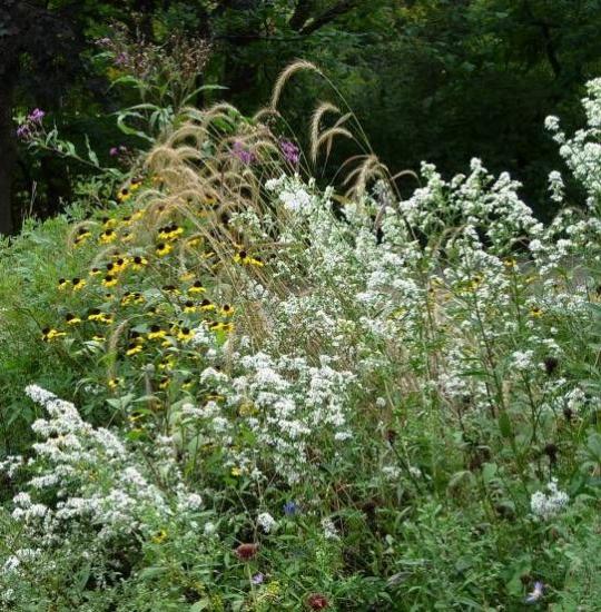 Grasses and tall white aster flowers
