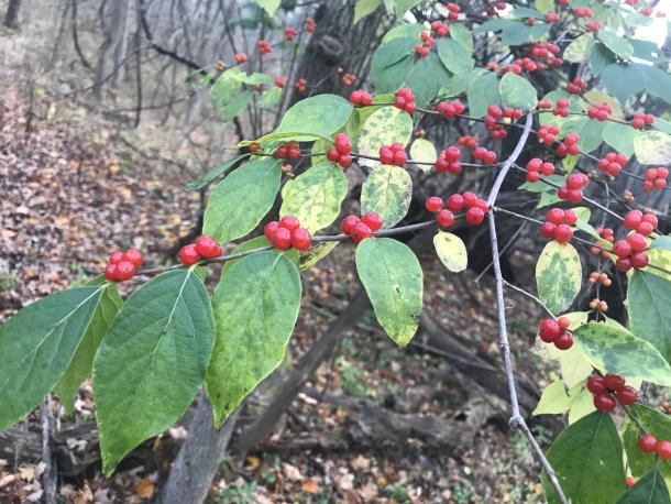 red berries in bunches of 2 or 4 along branch