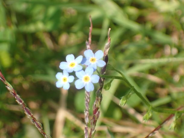 pale blue flowers with yellow center, white ring