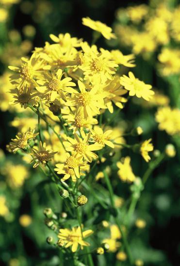 golden ragwort can spread as a groundcover