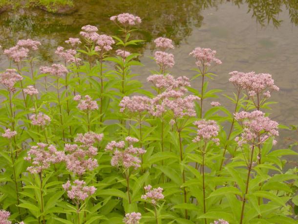Spotted Joe Pye Weed in Typical Habitat