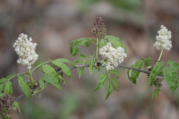 white flowers in panicle, compound leaves