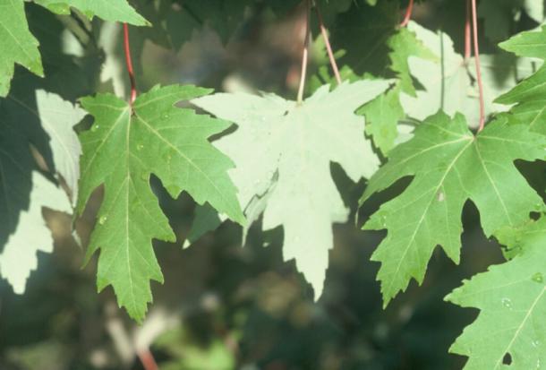 silver maple leaf vs red maple leaf