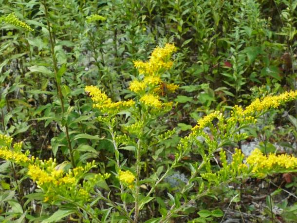 spreading panicle of yellow flowers