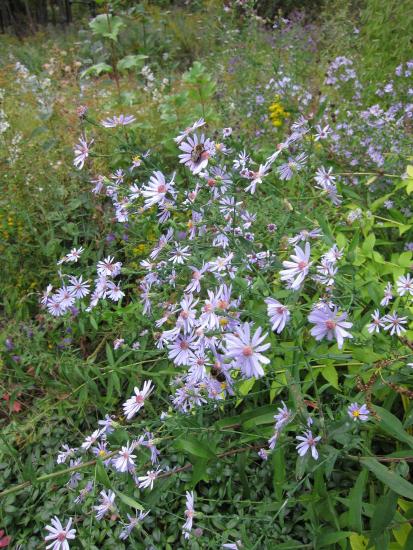 lilac aster flowers