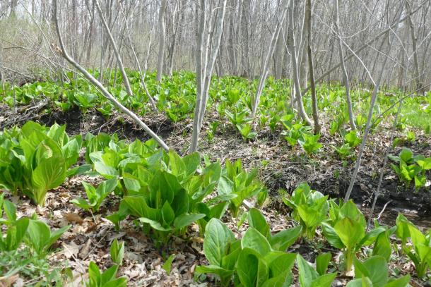 lots of large skunk cabbage leaves in spring