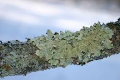lichen on branch