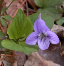 Viola rostrata hybrid - Mike Hough